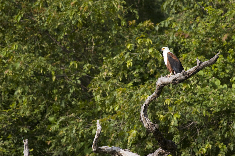 African Fish-Eagle In Tree